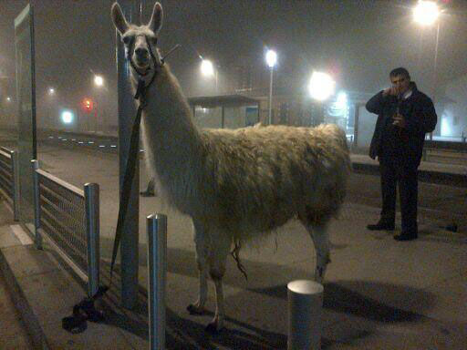 法5名醉汉从马戏团 绑架 一只羊驼 逼其合影留念(图)