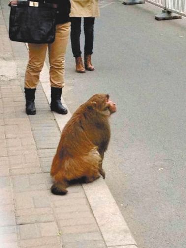 猴子在京广中心大厦门前,引人围观。网友 嚣张CC 摄