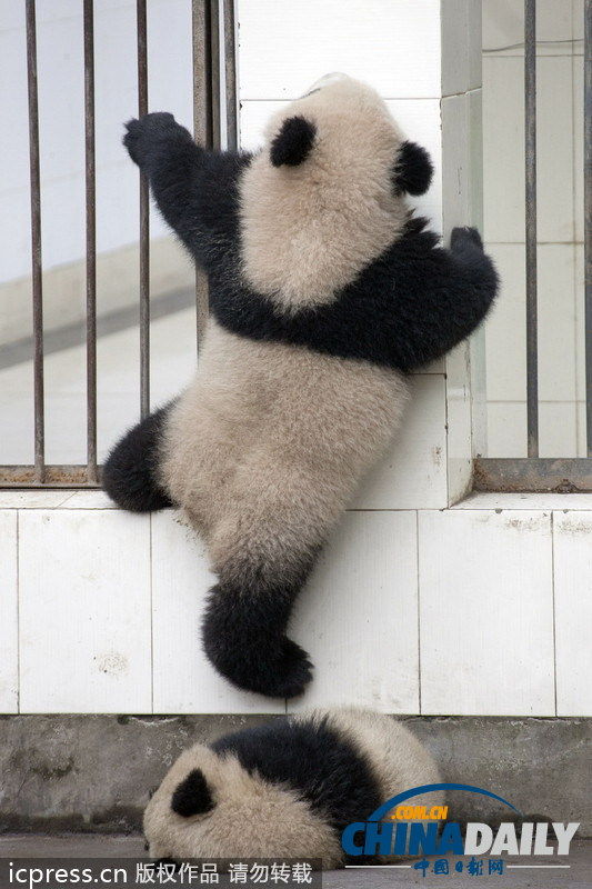 两熊猫合作翻墙“逃亡”。