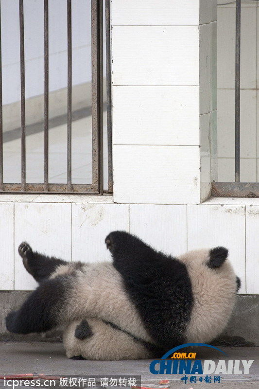 两熊猫合作翻墙“逃亡”，不敌腿短越狱终告失败。