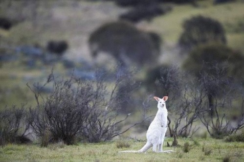 澳大利亚国家公园现白化袋鼠