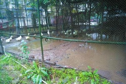 养着鸡鸭的天胜大酒店后院