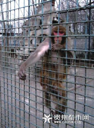 贵州：7岁女孩动物园喂猴 被猴一口咬断手指