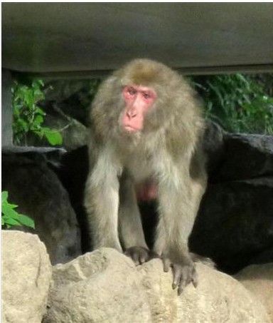 日本一动物园模仿AKB48投票选出最“帅”公猴