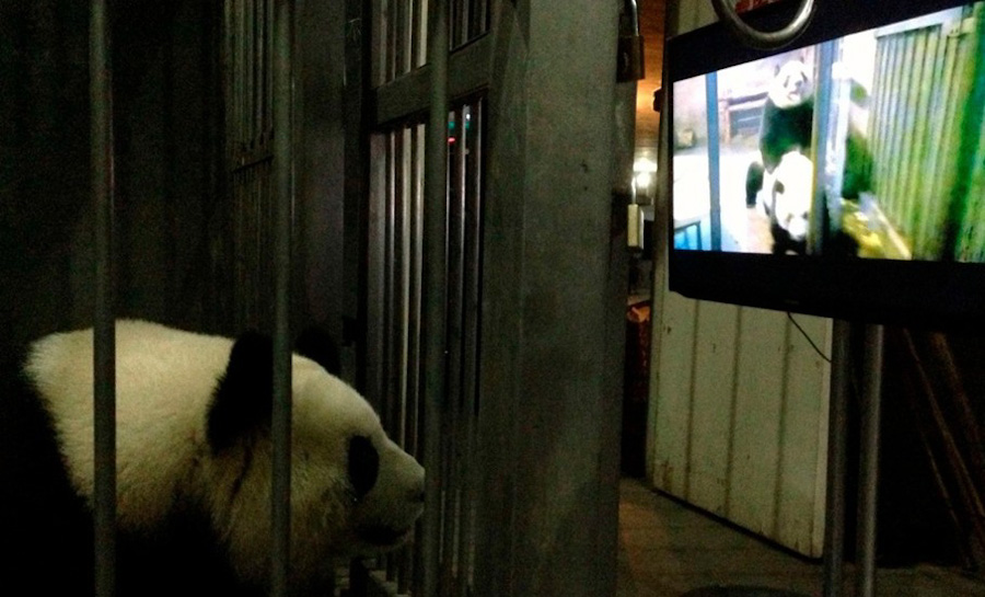 第4张 2013年3月10日，四川成都大熊猫繁殖研究基地，一头雌性大熊猫在观看工作人员安排的“大熊猫交配”录像。此前，她一直拒绝交配，看完视频后，她成功地和一头雄性大熊猫交配。