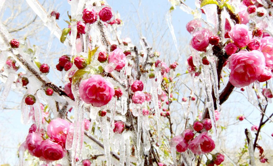 第5张 2013年4月8日，新疆维吾尔自治区哈密，冰柱悬挂在花上。