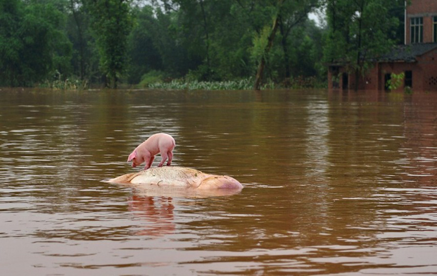 第8张 2013年6月2日，重庆发生水灾，一头小猪站在一头漂浮的死猪上。