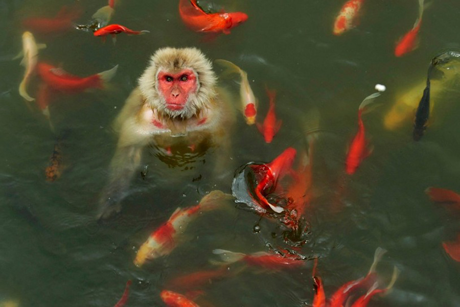 第11张 2013年7月16日，安徽，野生动物园里的一头猴子在池塘里被一群鲤鱼包围。