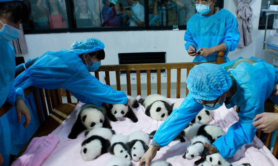 第16张 2013年9月23日，四川成都大熊猫繁殖研究基地，大熊猫育种人员在照顾婴儿床上刚出生的熊猫幼崽。