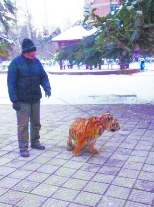 上图 焦作人民公园动物园的饲养员老呼正在遛老虎