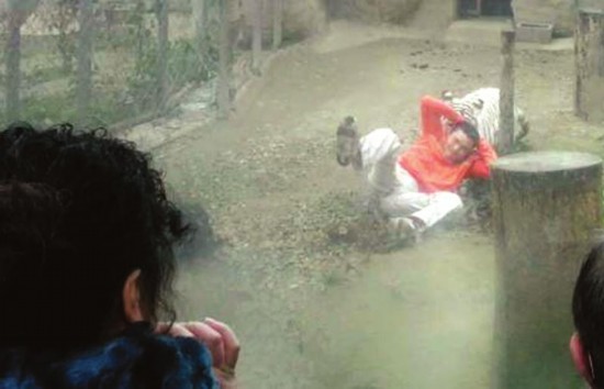 2月16日，一男子翻入成都动物园白虎曾舍，惊险的一幕被游客用手机拍下。