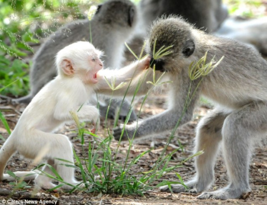 摄影师拍猴子打架：白化小猴耍功夫完胜大猴（图）