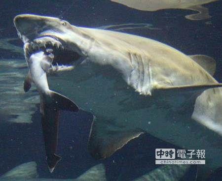 日本水族馆上演鲨吞鲨：大鲨咬住小鲨头部(图)