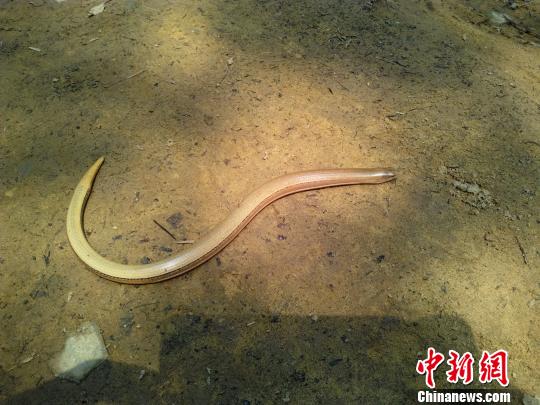 　　图为工作人员在巡山护林途中偶然拍摄到的“蛇蜥”。　王二志　摄