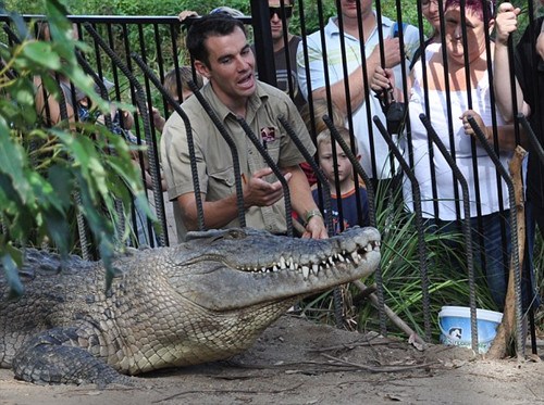 澳动物园鳄鱼兽性大发咬伤饲养员拖其入水（图）