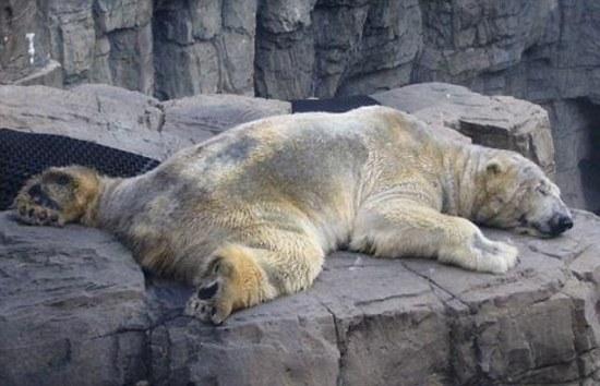 阿根廷一家动物园的北极熊被称作“世界上最悲伤的动物”。