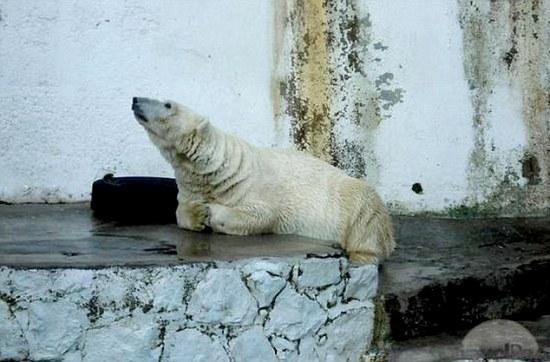 这只已经29岁的北极熊现在常常表现得很奇怪，比如常常歪着头，或者龇着牙齿倒退着走路，还会趴在地上打滚。