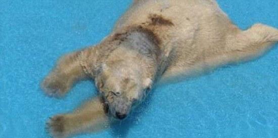 北极熊受动物园40度高温折磨 患上忧郁症(图)