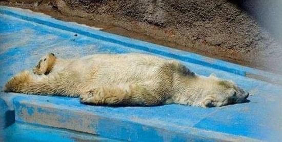 这只已经29岁的北极熊现在常常表现得很奇怪，，或者龇着牙齿倒退着走路，还会趴在地上打滚。