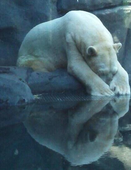 这只已经29岁的北极熊现在常常表现得很奇怪，比如常常歪着头。