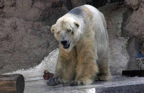 北极熊受动物园40度高温折磨 患上忧郁症(图)