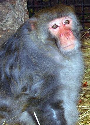 猴子逃出动物园狂性大发 撕咬男婴致其死亡(图)