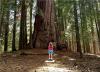 观众选择奖：巨树林中。美国加州，红杉国家森林公园，身处百棵巨树林中，这一刻充满了惊奇和敬畏。