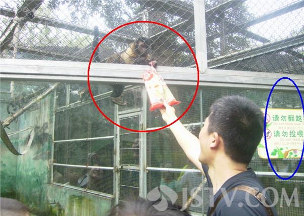 伤不起：动物园猴子遭游客疯狂投喂 肚大腰圆不堪重负
