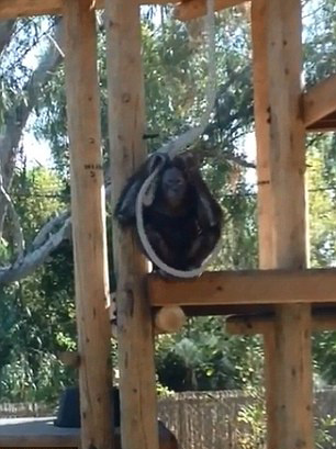 美一动物园猩猩假装上吊自杀游客哭笑不得（图）