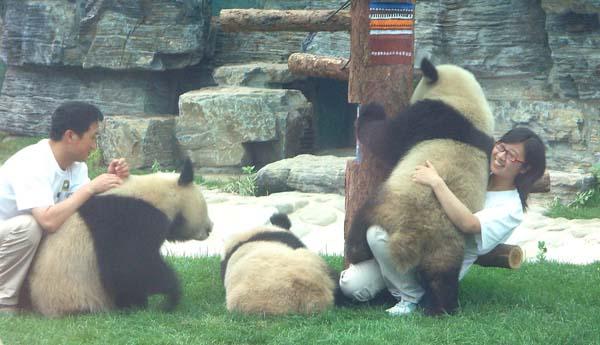 北京动物园推万元认养大熊猫活动 网友：能带走吗