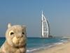 迪拜游：旅行兔成功地参观了标志性建筑物帆船酒店。