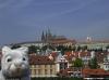 捷克游：旅行兔2010年来到了布拉格城堡。