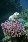 彼得带着他的旅行来到澳大利亚大堡礁潜水。