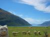 田园风味：与北岛的戏剧性山峰相比，新西兰南岛是一片连绵起伏，郁郁葱葱的景观。