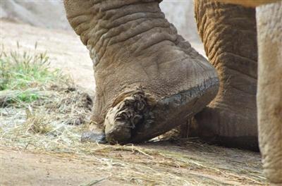 八达岭野生动物园一头大象脚趾溃烂 半年未愈