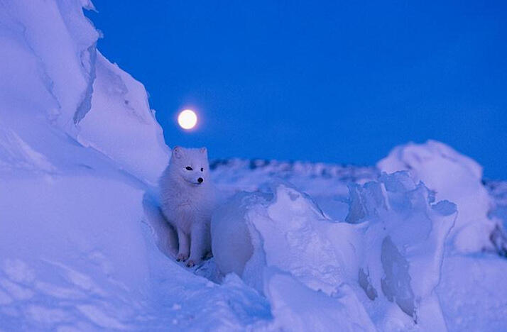 Norbert Rosing拍摄加拿大马尼托巴湖秋景，白雪覆盖地表，北极狐后圆月挂。