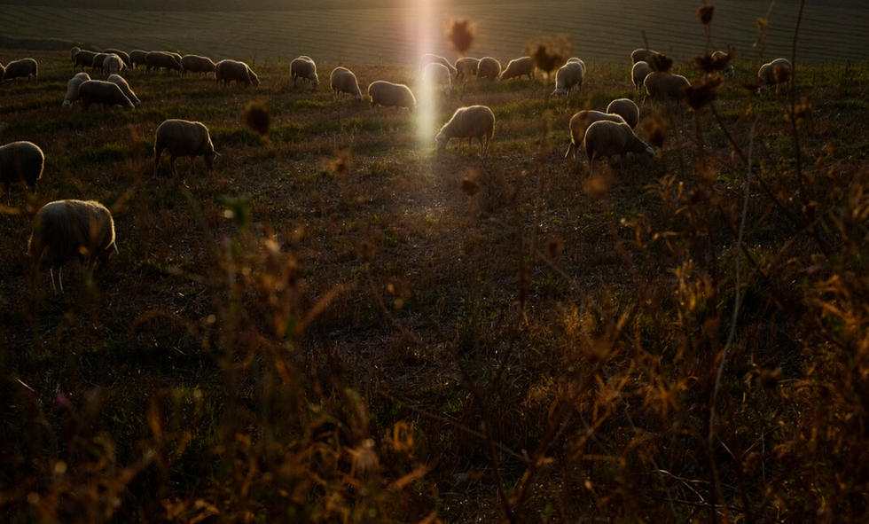 位于西班牙北部的Navaz，羊群在日落中吃草。