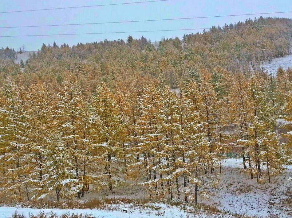 网友anuka zola展示下雪的蒙古秋季。