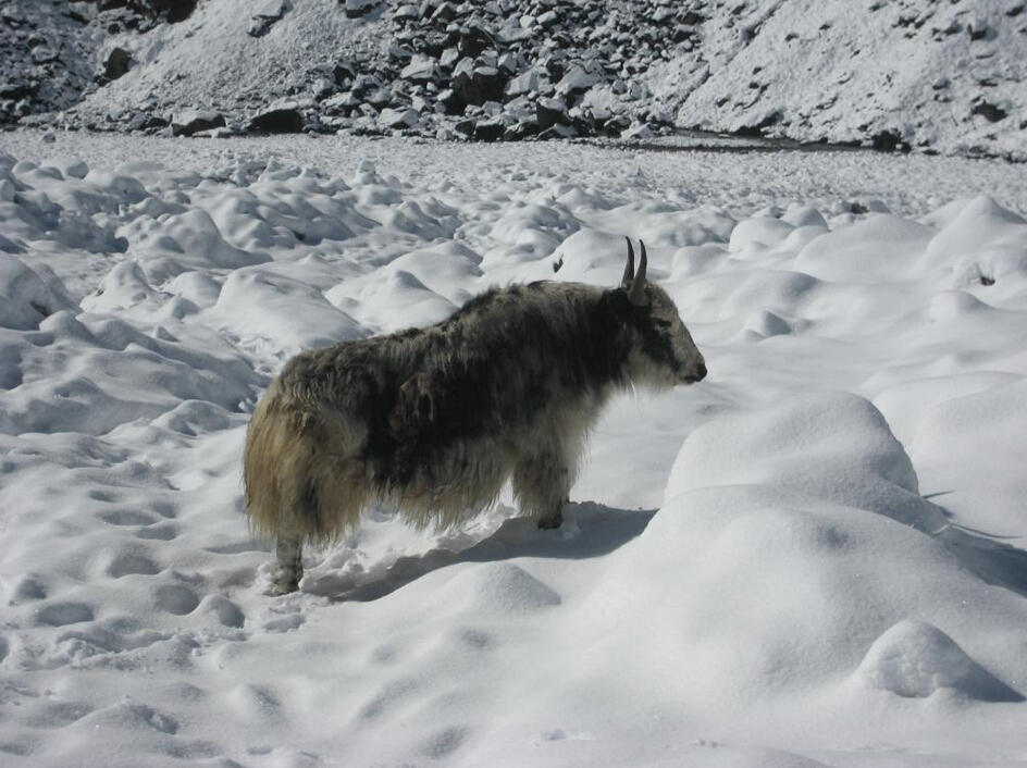 网友Eric拍摄尼泊尔珠峰地区，牦牛在秋季早雪中漫步。