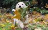 网友Eduardo Amorim发布的秋景图，照片中，一只小狗在与落叶玩耍。