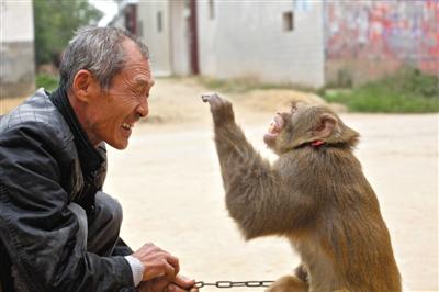 耍猴人走江湖被举报虐待动物 猴艺传承遇困境(图)