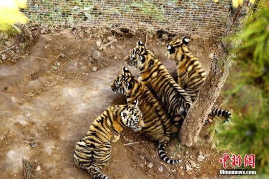 10月23日，青藏高原首例自然繁殖成功的东北虎四胞胎满两个月，当日正式与游人见面，目前幼虎身体状况良好。图为虎宝宝们在一起嬉耍。郭雪媛 摄