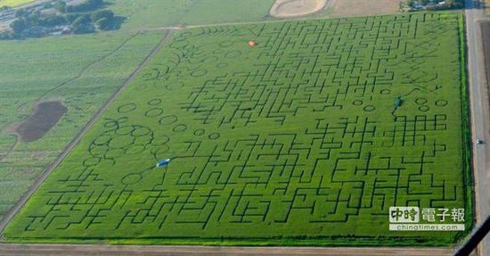 全世界最大的玉米迷宫“酷补丁南瓜”，占地63英亩荣获金氏世界纪录认证。（图片由台媒取自geyserofawesome.com）