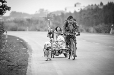 一辆单车、一辆轮椅、一只犬走在路上。