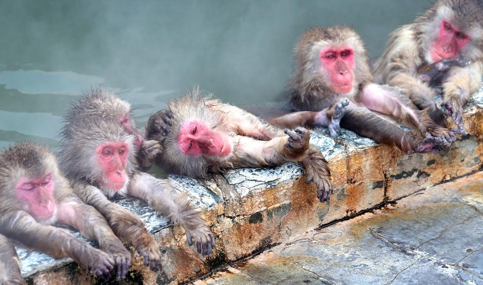 图为当地时间2014年12月4日，日本北海道函馆汤之川，大约90只雪猴在函馆热带植物园里泡温泉，表情十分享受。