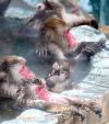 图为当地时间2014年12月4日，日本北海道函馆汤之川，大约90只雪猴在函馆热带植物园里泡温泉，表情十分享受。