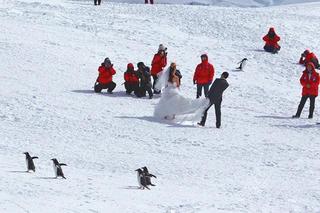 中国游客在雪地上拍摄结婚照，附近有不少企鹅受惊躲避。