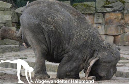 德国动物园42岁“瑜伽大象”火爆网络（组图）
