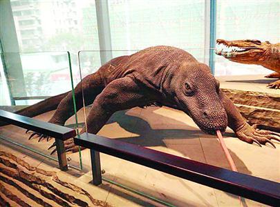 上海自然博物馆开馆不到1个月海星被乱摸而死