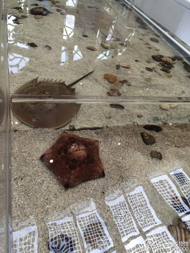 上海自然博物馆海星被“摸死” 巨蜥脚趾被扯断